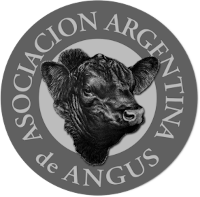 angus11